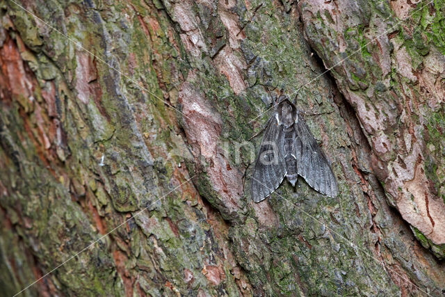 Dennenpijlstaart (Sphinx pinastri)