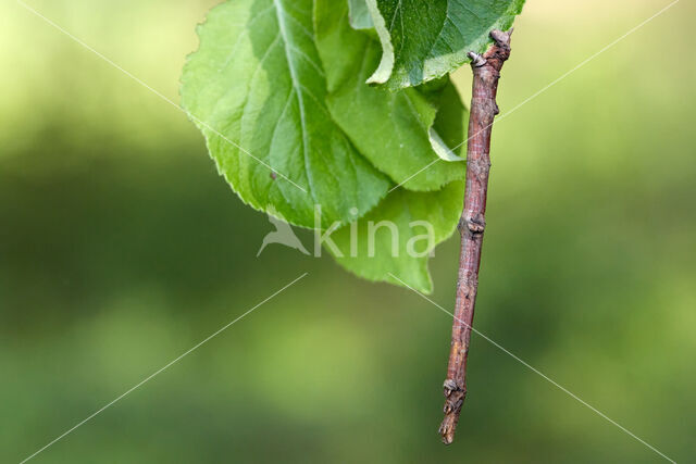 Vliervlinder (Ourapteryx sambucaria)