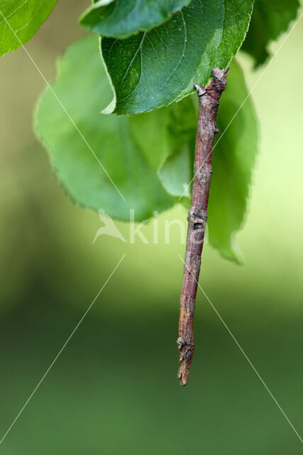 Vliervlinder (Ourapteryx sambucaria)