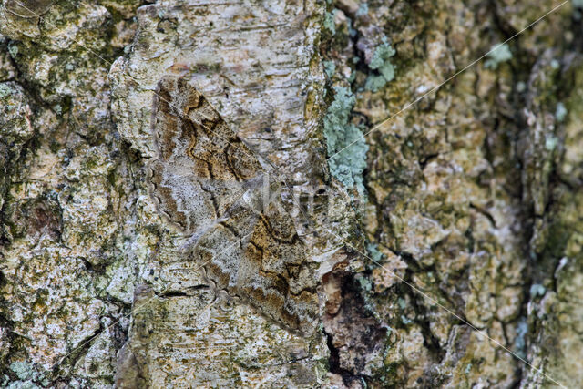 Variabele spikkelspanner (Alcis repandata)