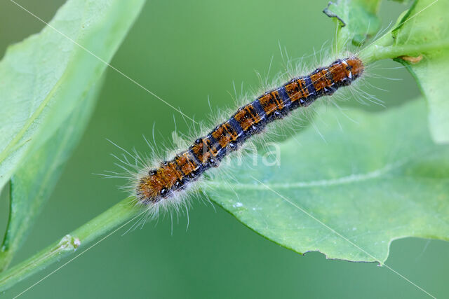 Grijsbandspinner (Trichiura crataegi)