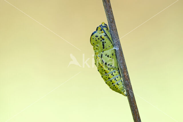 Groot geaderd witje (Aporia crataegi)