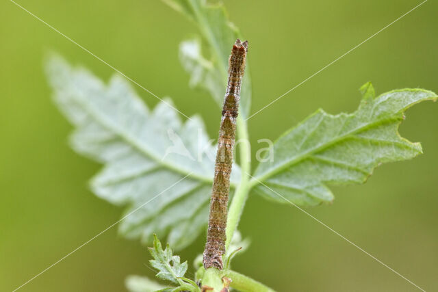 Zomervlinder (Geometra papilionaria)