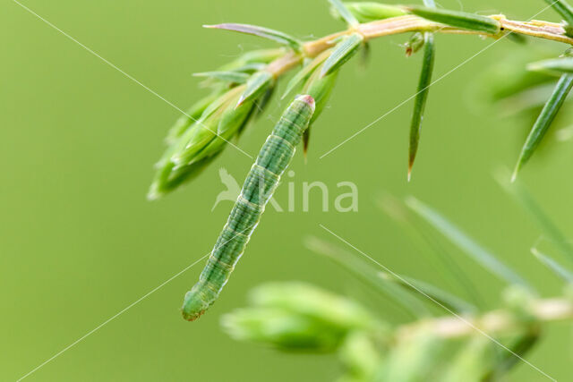 Jeneverbesdwergspanner (Eupithecia pusillata)