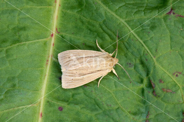 Smoky Wainscot (Mythimna impura)