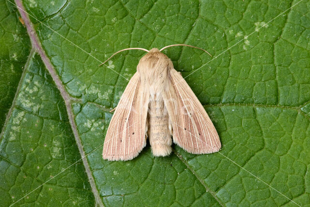 Smoky Wainscot (Mythimna impura)