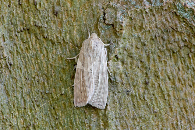 Smoky Wainscot (Mythimna impura)