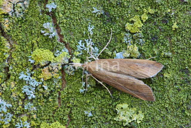 Schoenobius gigantella