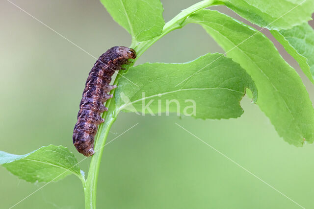 grote bosbesuil (Eurois occulta)