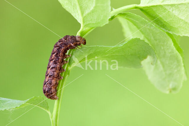 grote bosbesuil (Eurois occulta)