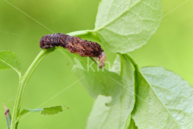 grote bosbesuil (Eurois occulta)