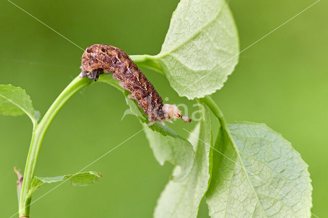 grote bosbesuil (Eurois occulta)