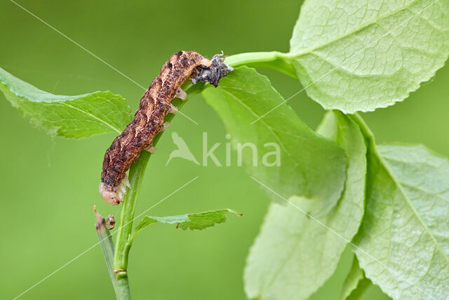 grote bosbesuil (Eurois occulta)