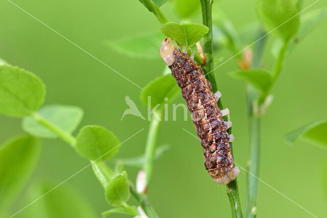 grote bosbesuil (Eurois occulta)