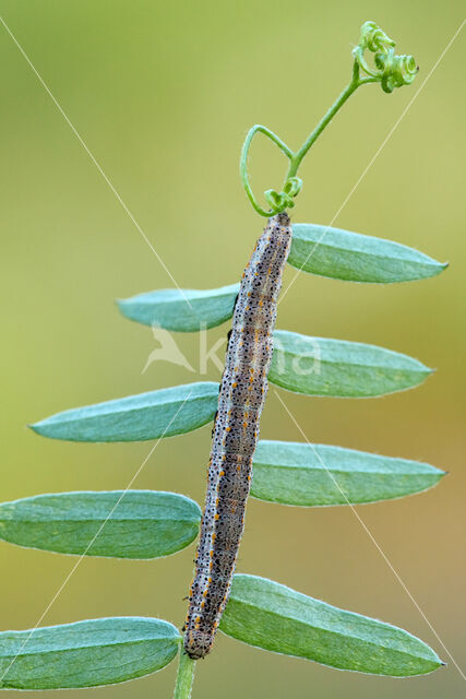 The Blackneck (Lygephila pastinum)