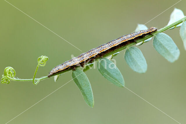 The Blackneck (Lygephila pastinum)