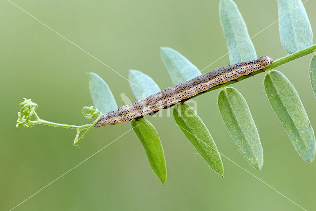 Wikke-uil (Lygephila pastinum)