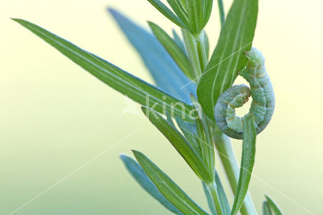 Gestreepte goudspanner (Camptogramma bilineata)