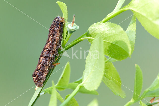 grote bosbesuil (Eurois occulta)