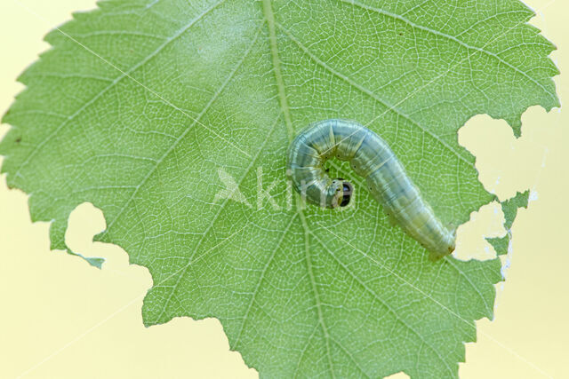 Northern Winter Moth (Operophtera fagata)