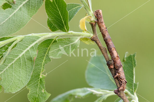 Kortzuiger (Crocallis elinguaria)