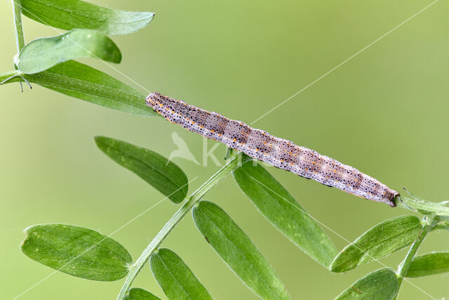 Wikke-uil (Lygephila pastinum)