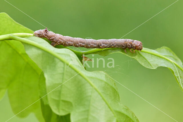 Gepluimde spanner (Colotois pennaria)