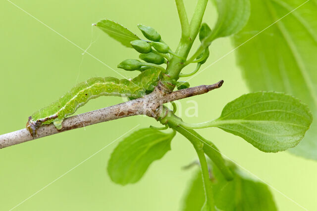 Dark Umber (Philereme transversata)