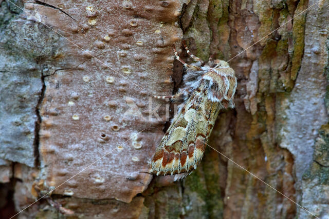 Pine Beauty (Panolis flammea)