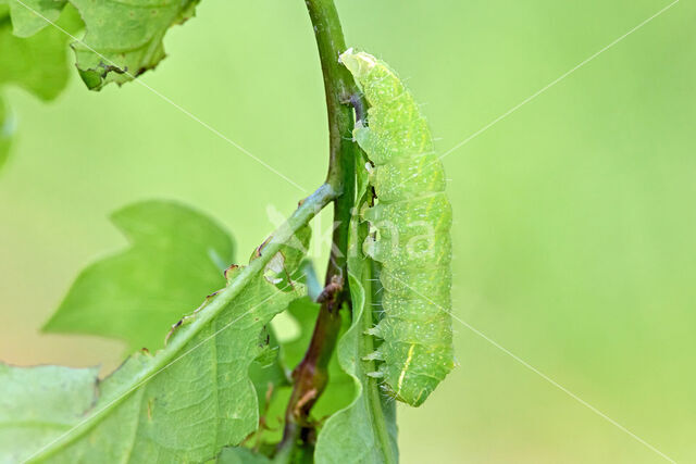 Grote groenuil (Bena bicolorana)