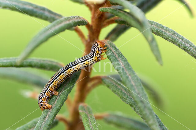 Arichana melanaria