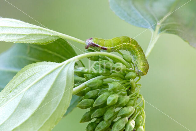 Wegedoornspanner (Philereme transversata)