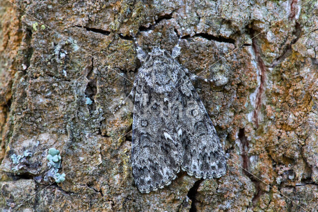 Knot Grass (Acronicta rumicis)