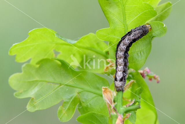 Dubbelstipvoorjaarsuil (Orthosia munda)