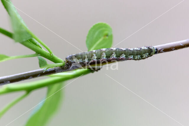 Dark Umber (Philereme transversata)