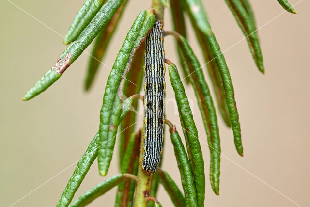 Arichana melanaria