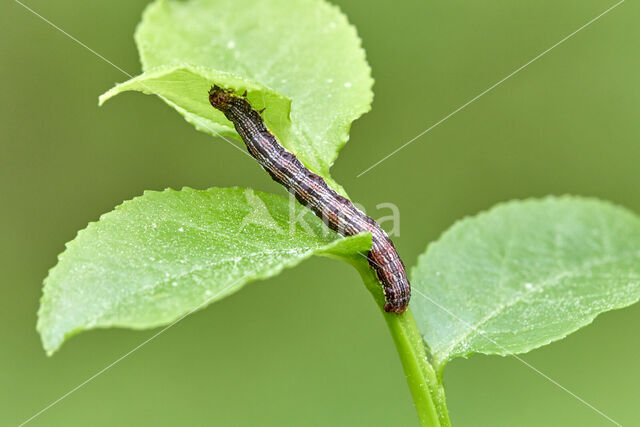 Macaria brunneata