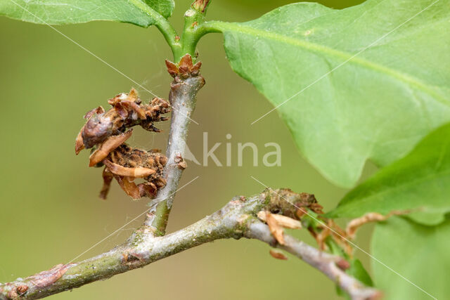 Blotched Emerald (Comibaena bajularia)