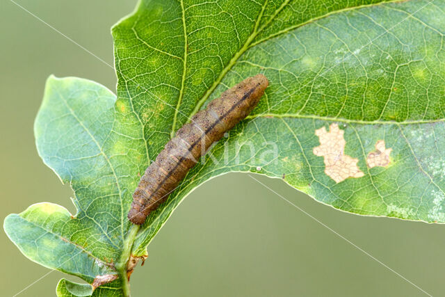 Baardsnuituil (Pechipogo strigilata)