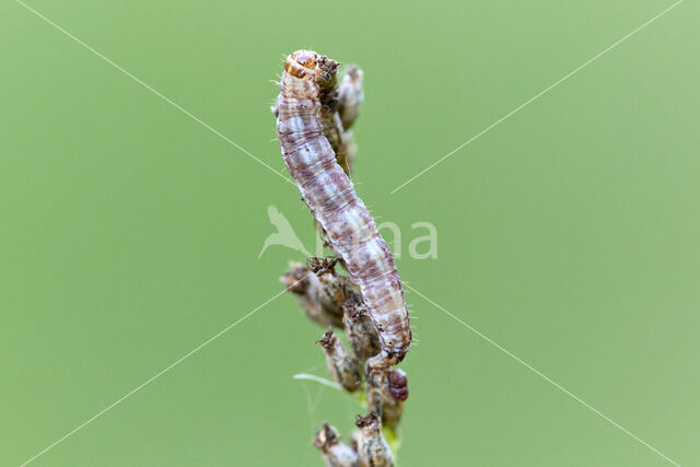 Silenespanner (Perizoma flavofasciata)