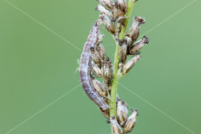 Silenespanner (Perizoma flavofasciata)