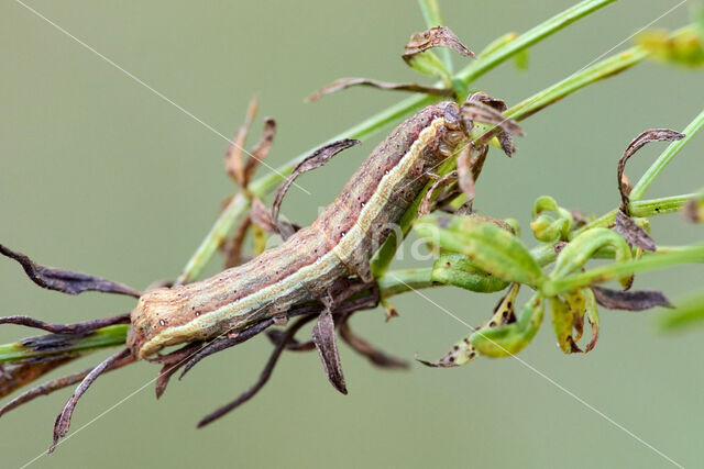 Haarbos (Ochropleura plecta)