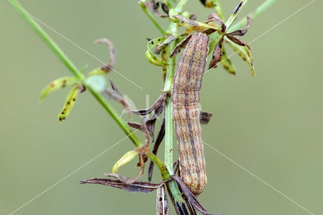 Haarbos (Ochropleura plecta)