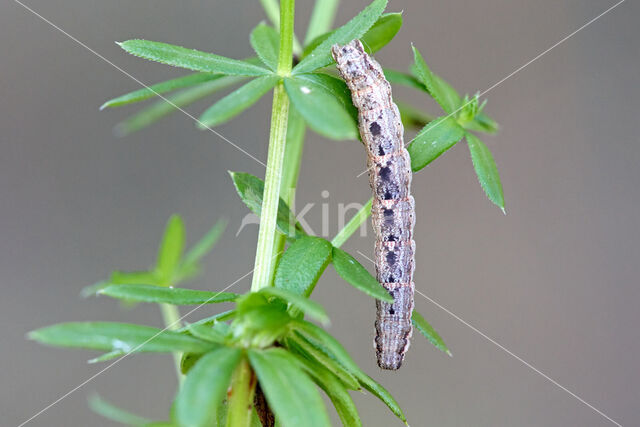 Dark-barred Twin-spot Carpet (Xanthorhoe ferrugata)