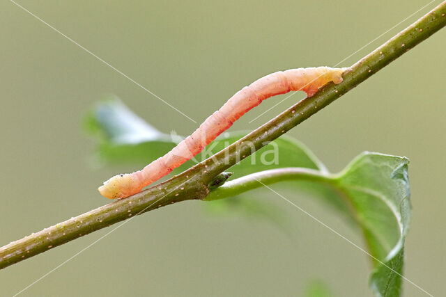 Kleine wortelhoutspanner (Electrophaes corylata)