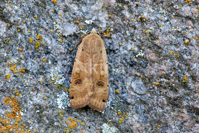 Large Yellow Underwing (Noctua pronuba)