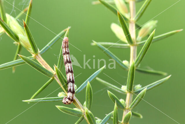 juniper pug (Eupithecia pusillata)