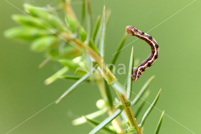 juniper pug (Eupithecia pusillata)