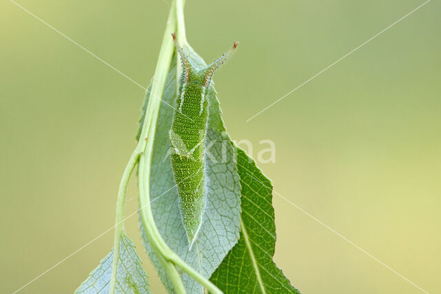 Purple Emperor (Apatura iris)