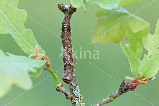 Scalloped Oak (Crocallis elinguaria)